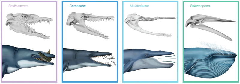 Illustration of the proposed feeding transitions in ancient whales.